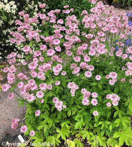 Astrantia major 'Roma', isothtiputki